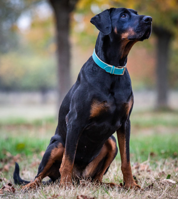 Jack & Russell Premium Leather Dog Collar “Lilly” (Turquoise/Beige) - Image 6