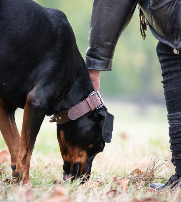 Premium Leder Hunde Halsband „Jack" mit Haltegriff (Braun) – Bild 4