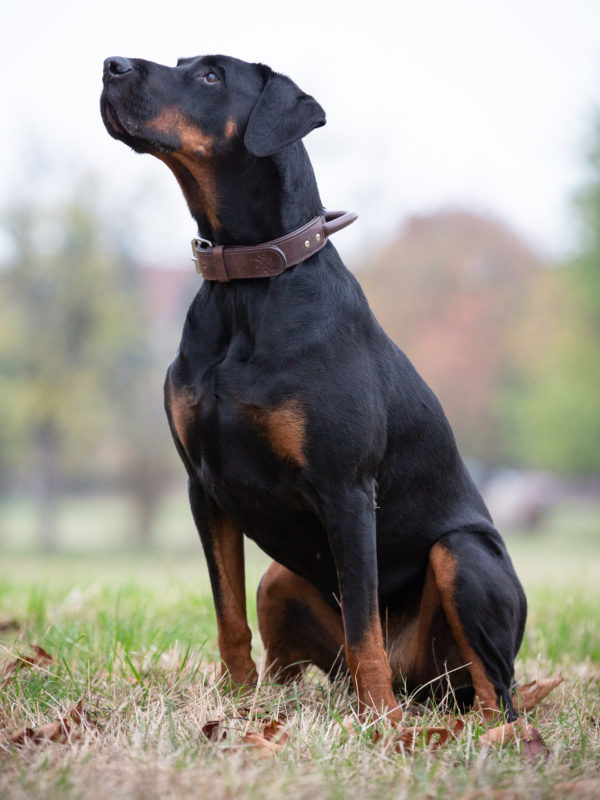 Premium Leder Hunde Halsband „Jack" mit Haltegriff (Braun) – Bild 6