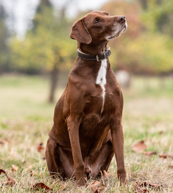 Premium Leder Hunde Halsband Pluto – Bild 4