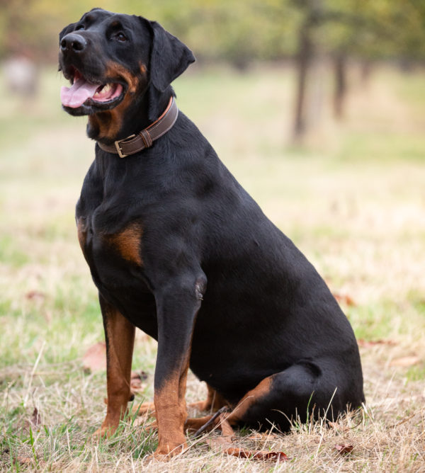 Premium dog leather collar “Amy” (brown/reddish brown) - Image 3