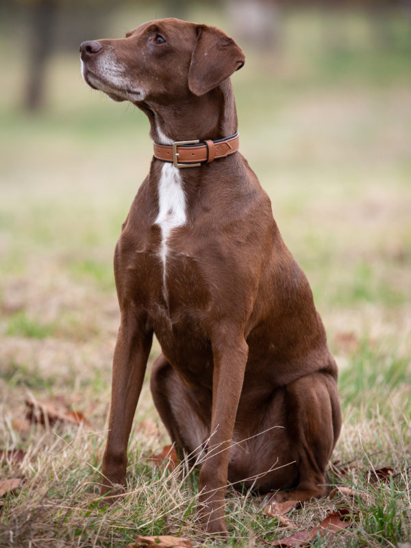 Jack & Russell Premium Leather Dog Collar “Lilly” (Brown/Black) - Image 4