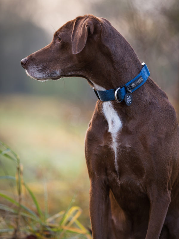 Hundehalsband Balu Neopren gepolstert - in Schwarz oder Blau – Bild 4