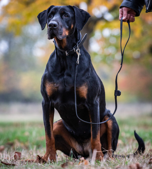 Führleine „Charly“ aus Vollleder mit praktischem Bolzen-Karabiner – ein Designklassiker (Schwarz) – Bild 4
