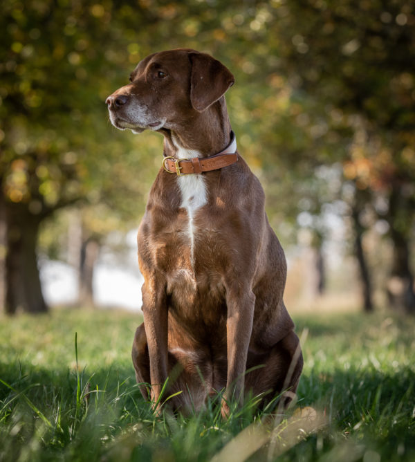 Premium leather dog collar "Peter" (Brown) - Image 3