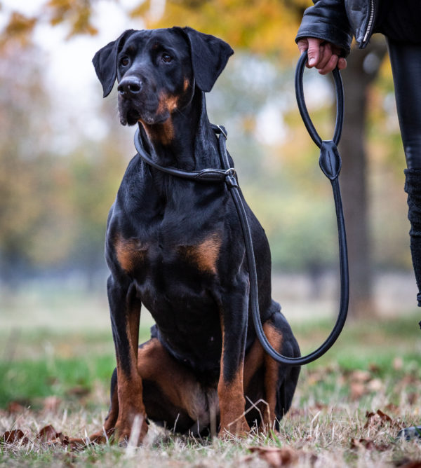 Leather Premium Leather Dog Leash Nora 1,7m - Image 5