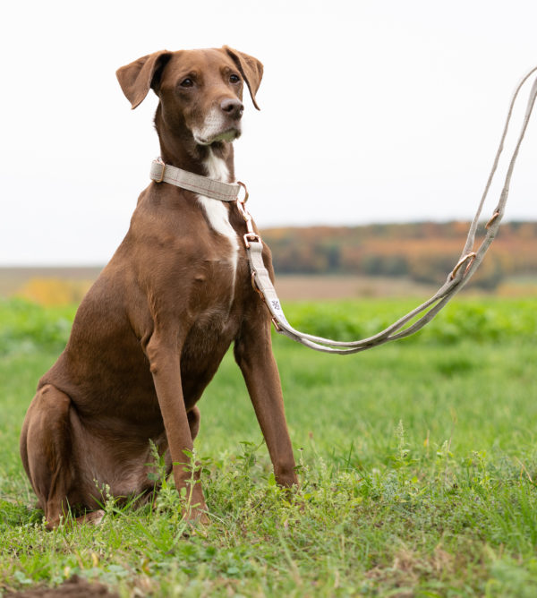 Premium Tweed Dog Leash Bradley 2.0m Light Grey - Image 3