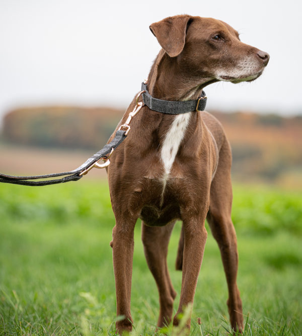 Premium Hunde Tweed Halsband Cody Dunkelgrau – Bild 2
