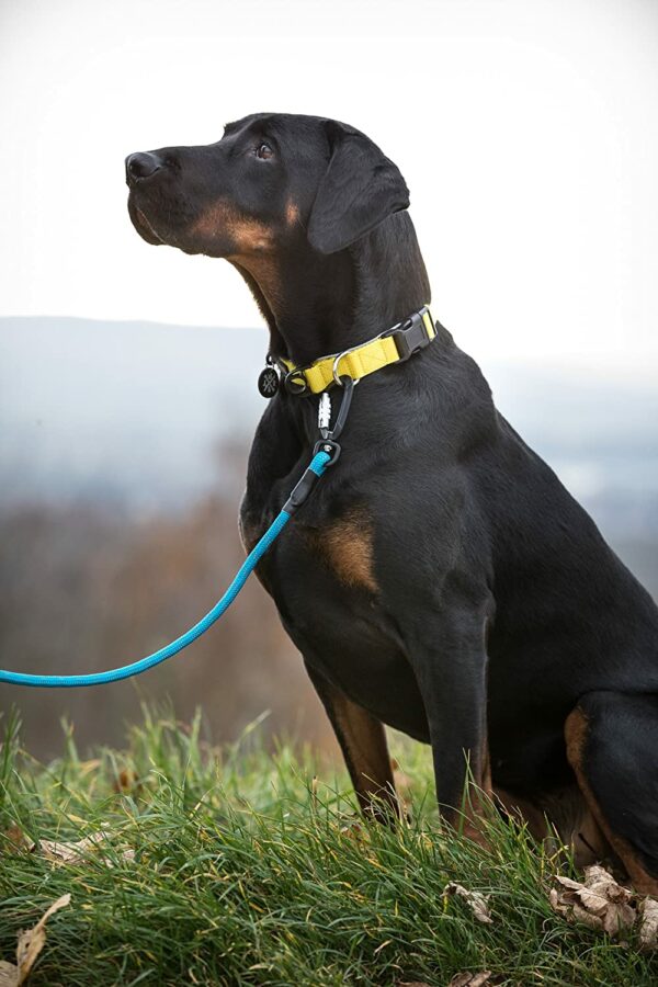 Premium dog leash “Kosmo” made of robust climbing rope with high-quality aluminum carabiner (blue/reflective) - Image 5